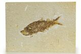 Detailed Fossil Fish (Knightia) - Wyoming #340828-1